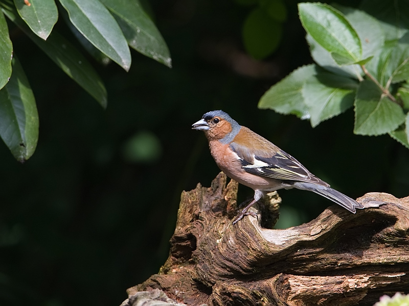 Fringilla coelebs Vink Chaffinch